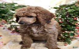 Standard Poodle dogs for sale: Jack - Image 3