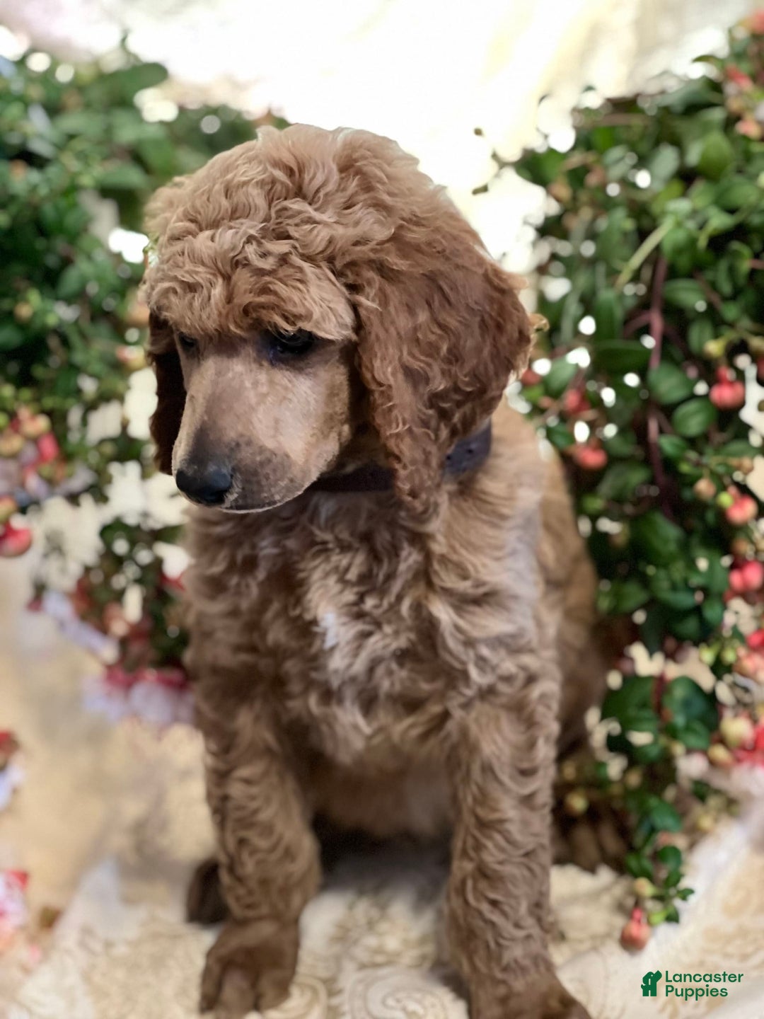 Standard Poodle dogs for sale: Jack - Image 3