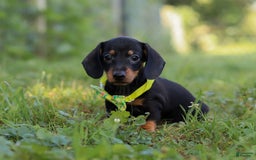 Miniature Dachshund dogs for sale: Jordan - Image 8