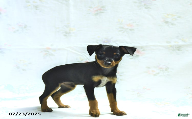Miniature Pinscher dogs for sale - Ad 2