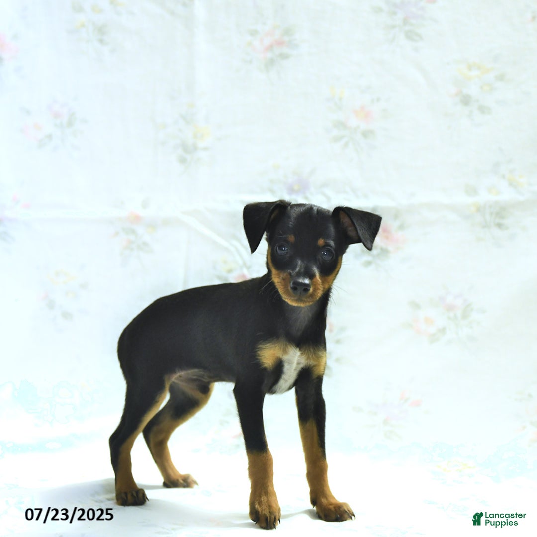 Miniature Pinscher dogs for sale: Isaac - Image 1