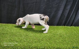 Catahoula Leopard Dog dogs for sale: Diamond 2025 F2 - Image 5
