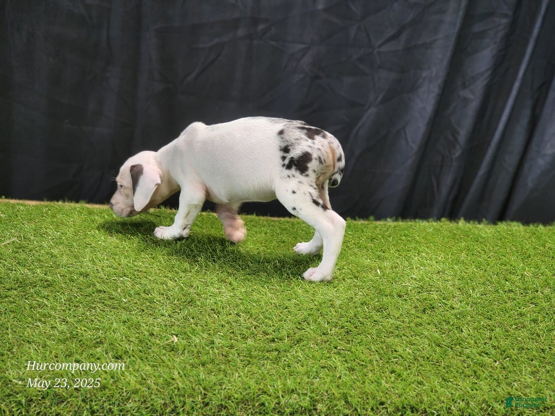 Catahoula Leopard Dog dogs for sale: Diamond 2025 F2 - Image 5