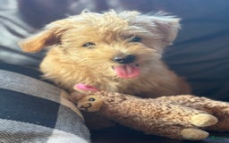 Miniature Poodle dogs for sale: Mort - Image 5