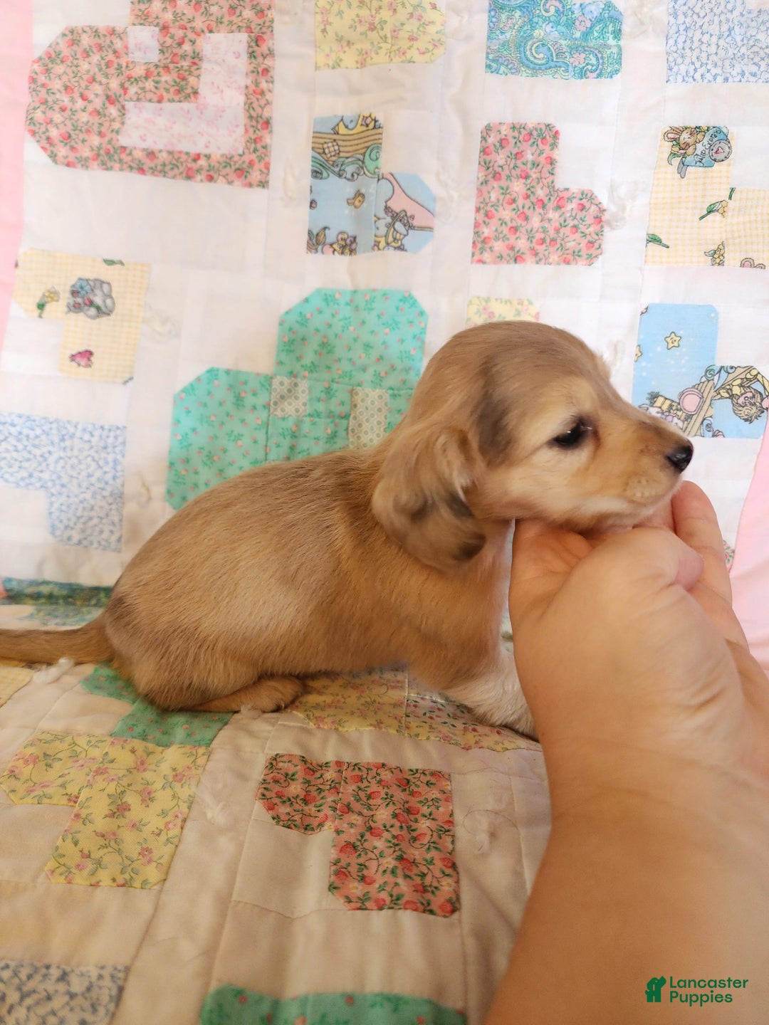 Miniature Dachshund dogs for sale: Chip - Image 13