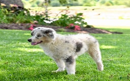 Australian Shepherd dogs for sale: Marshal - Image 5