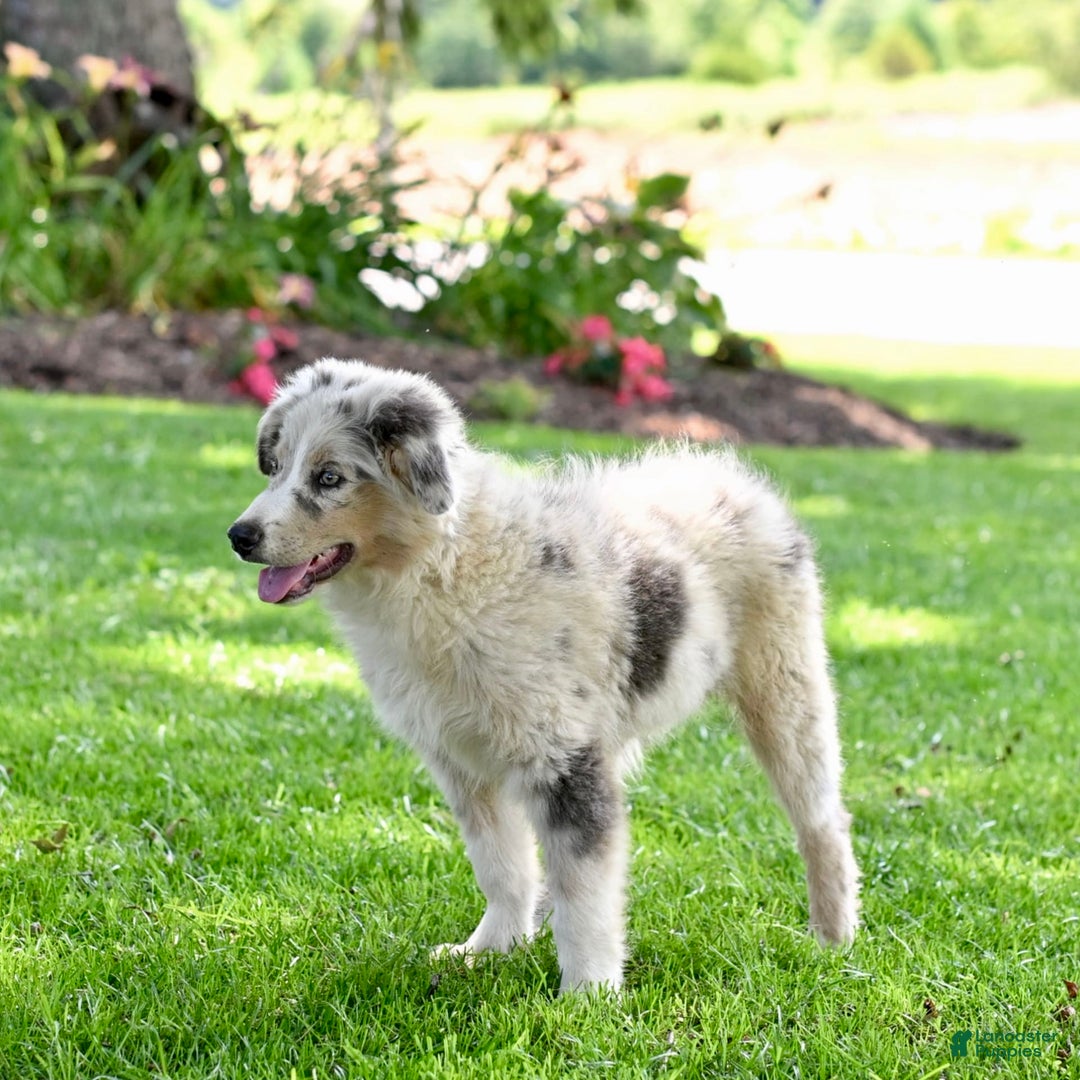 Australian Shepherd dogs for sale: Marshal - Image 5