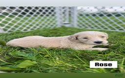 Goldendoodle dogs for sale: Rose - Image 2