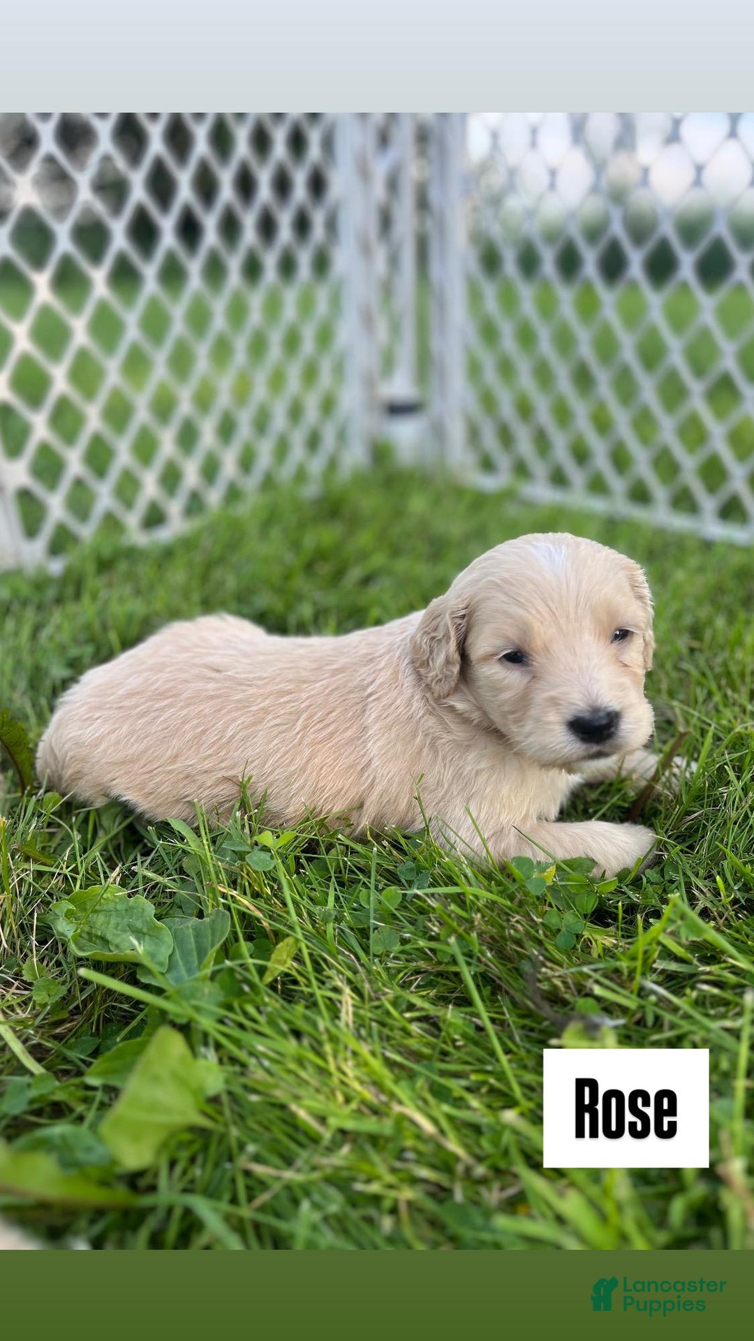 Goldendoodle dogs for sale: Rose - Image 2