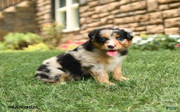 Australian Shepherd dogs for sale: Australian Shepherd 10 puppies - Image 17