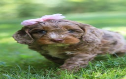 Cockapoo dogs for sale: Lila - Image 7