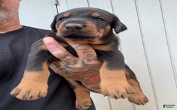 Doberman Pinscher dogs for sale: Male Puppy - Image 4