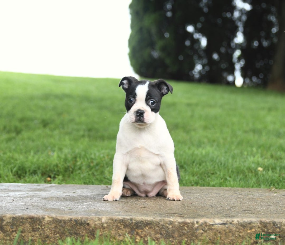 Boston Terrier dogs for sale: Raven - Image 5