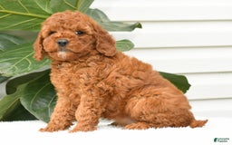 Mini Goldendoodle dogs for sale: Nina - Image 7