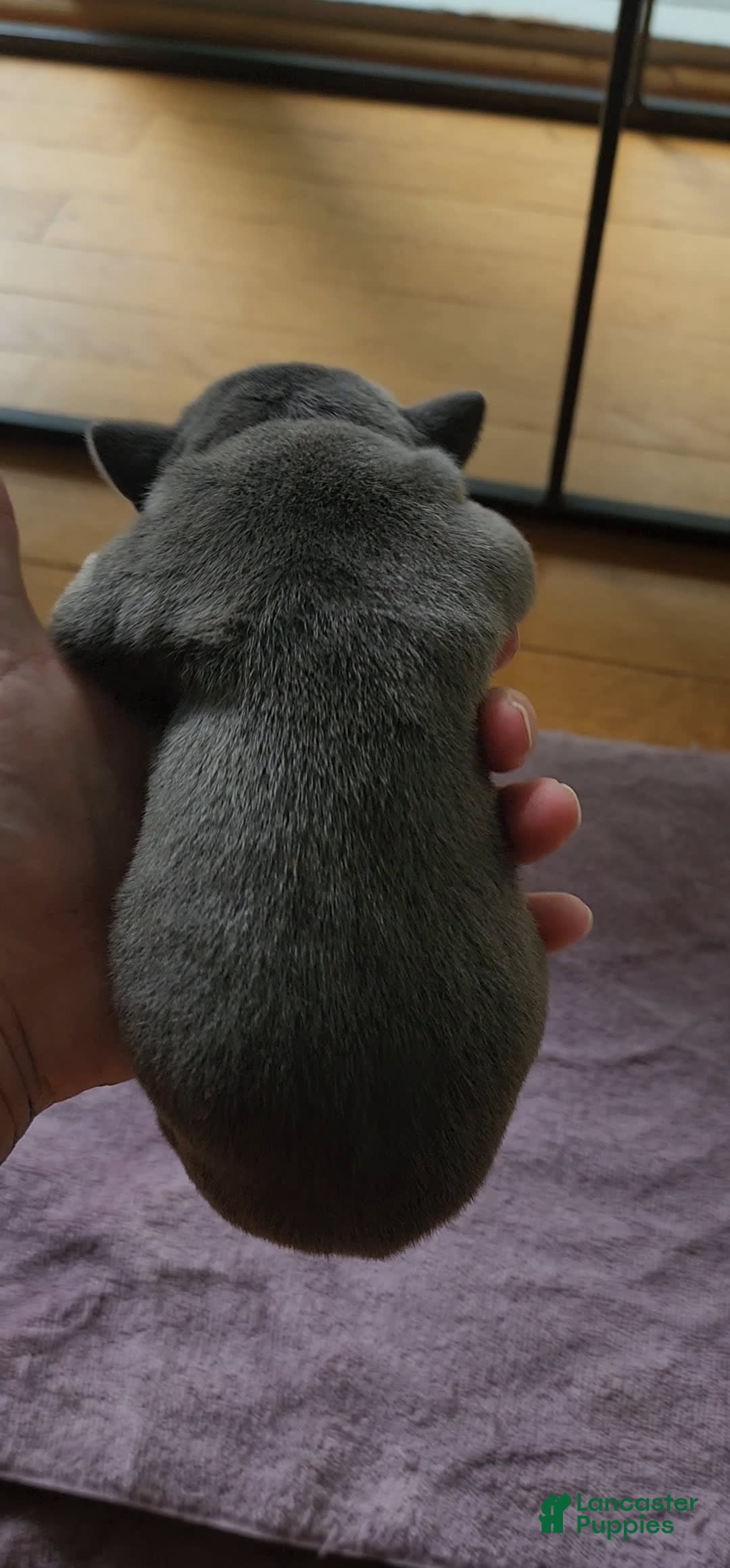 American Bully dogs for sale: Batman - Image 3