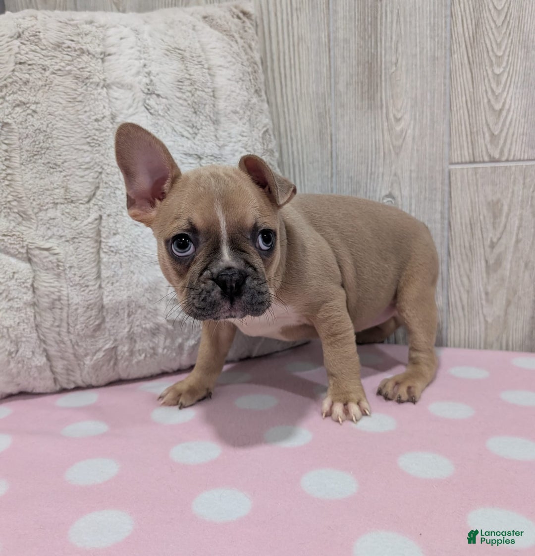 Frenchton dogs for sale: Lilly - Image 2