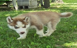 Siberian Husky dogs for sale: Briar - Image 4