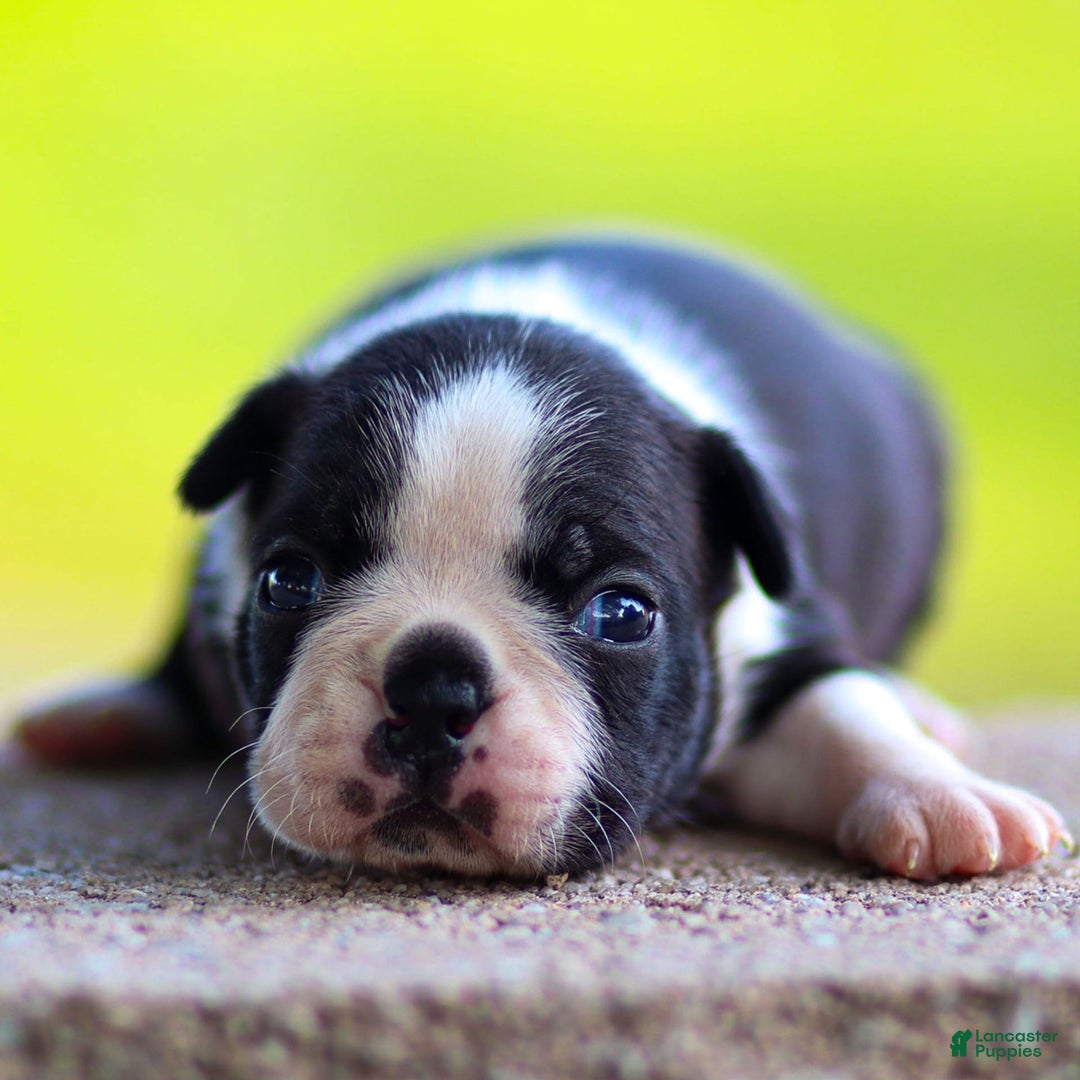 Boston Terrier dogs for sale: Daffodil - Image 1