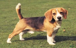 Akbash Dog dogs for sale: Akbash Dog Puppy 7 - Image 1