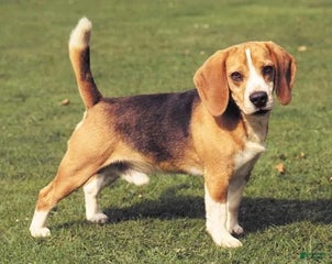 Akbash Dog Puppy 1