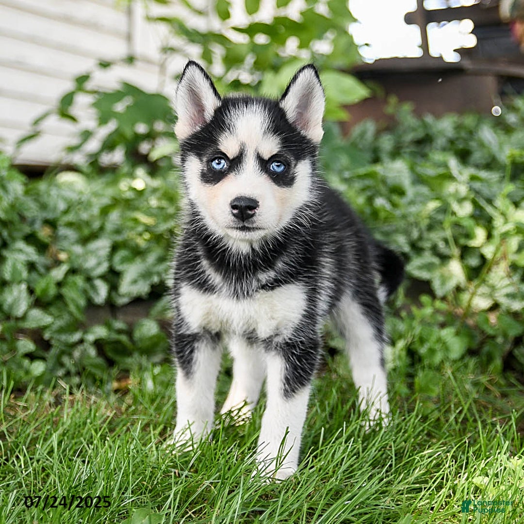 Pomsky dogs for sale: Kisses - Image 4