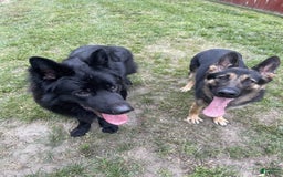 German Shepherd dogs for sale: Luna - Image 12