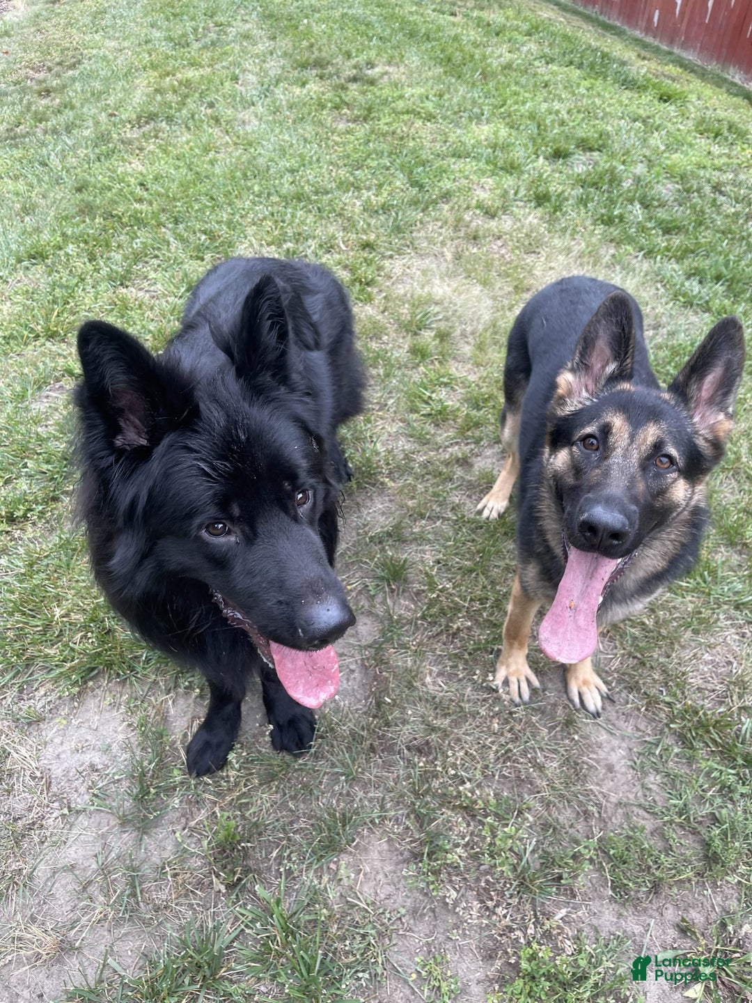 German Shepherd dogs for sale: Luna - Image 12