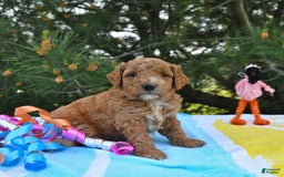 Mini Goldendoodle dogs for sale: Dakota - Image 1