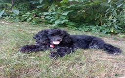 Cocker Spaniel dogs for sale: Marshmallow - Image 26