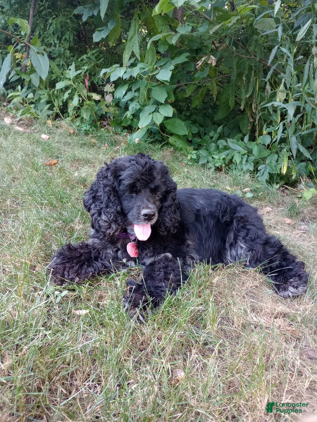 Cocker Spaniel dogs for sale: Marshmallow - Image 26