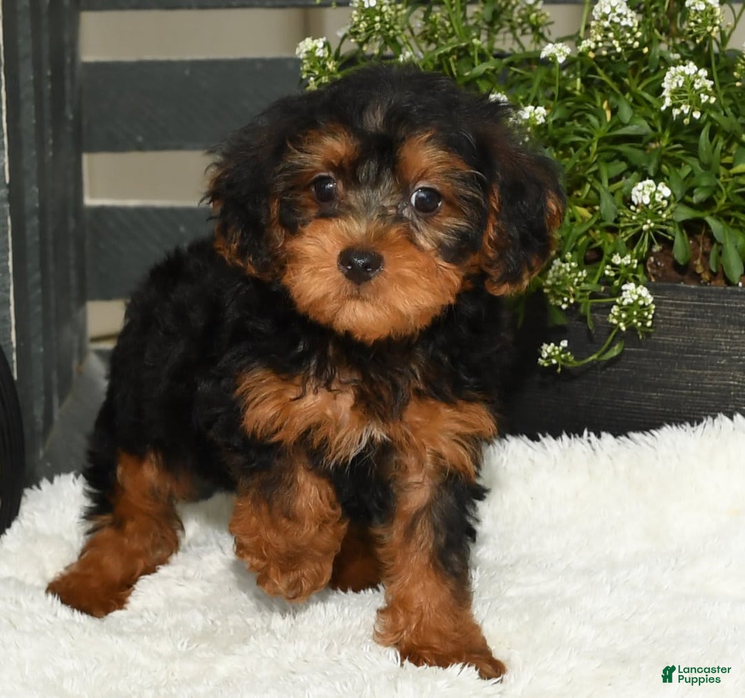 Yorkiepoo dogs for sale: Lucas - Image 1