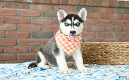 Gerberian Shepsky dogs for sale: Brinkley - Image 1