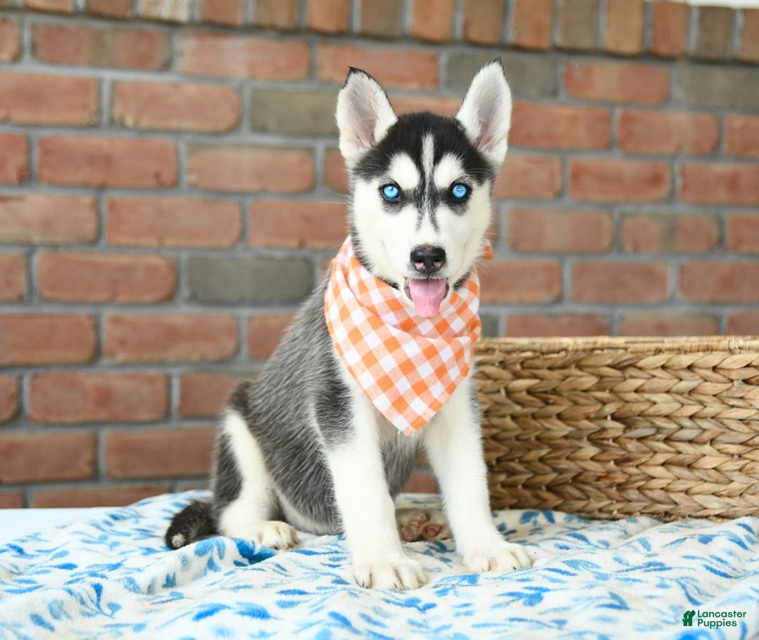 Gerberian Shepsky dogs for sale: Brinkley - Image 1