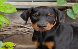 Doberman Pinscher dogs for sale: Ranger - Image 4