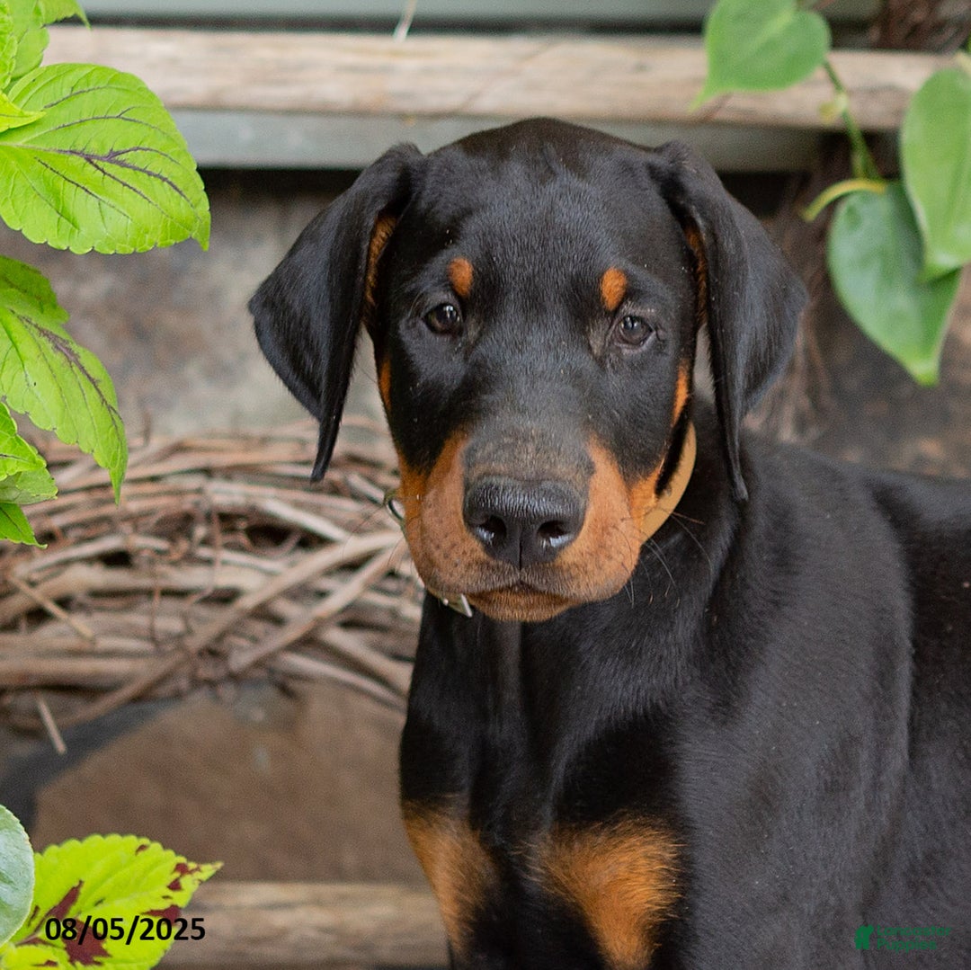 Doberman Pinscher dogs for sale: Ranger - Image 4