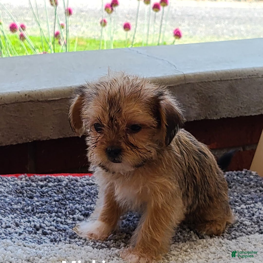 Shorkie dogs for sale: Mickie - Image 3