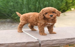 Toy Poodle dogs for sale: Lilac - Image 1