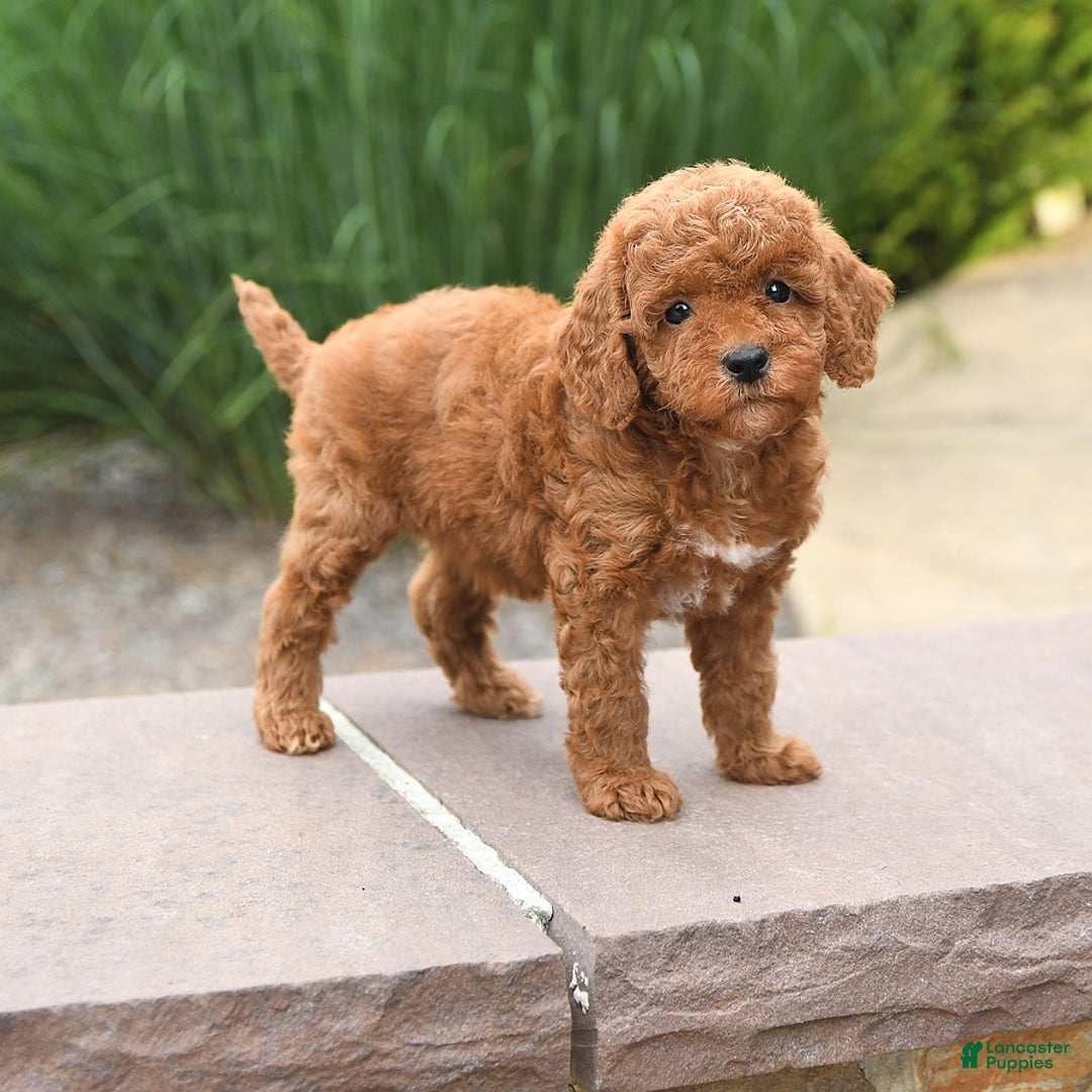 Toy Poodle dogs for sale: Lilac - Image 1