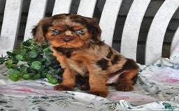 Cavalier King Charles Spaniel dogs for sale: Mitz - Image 3