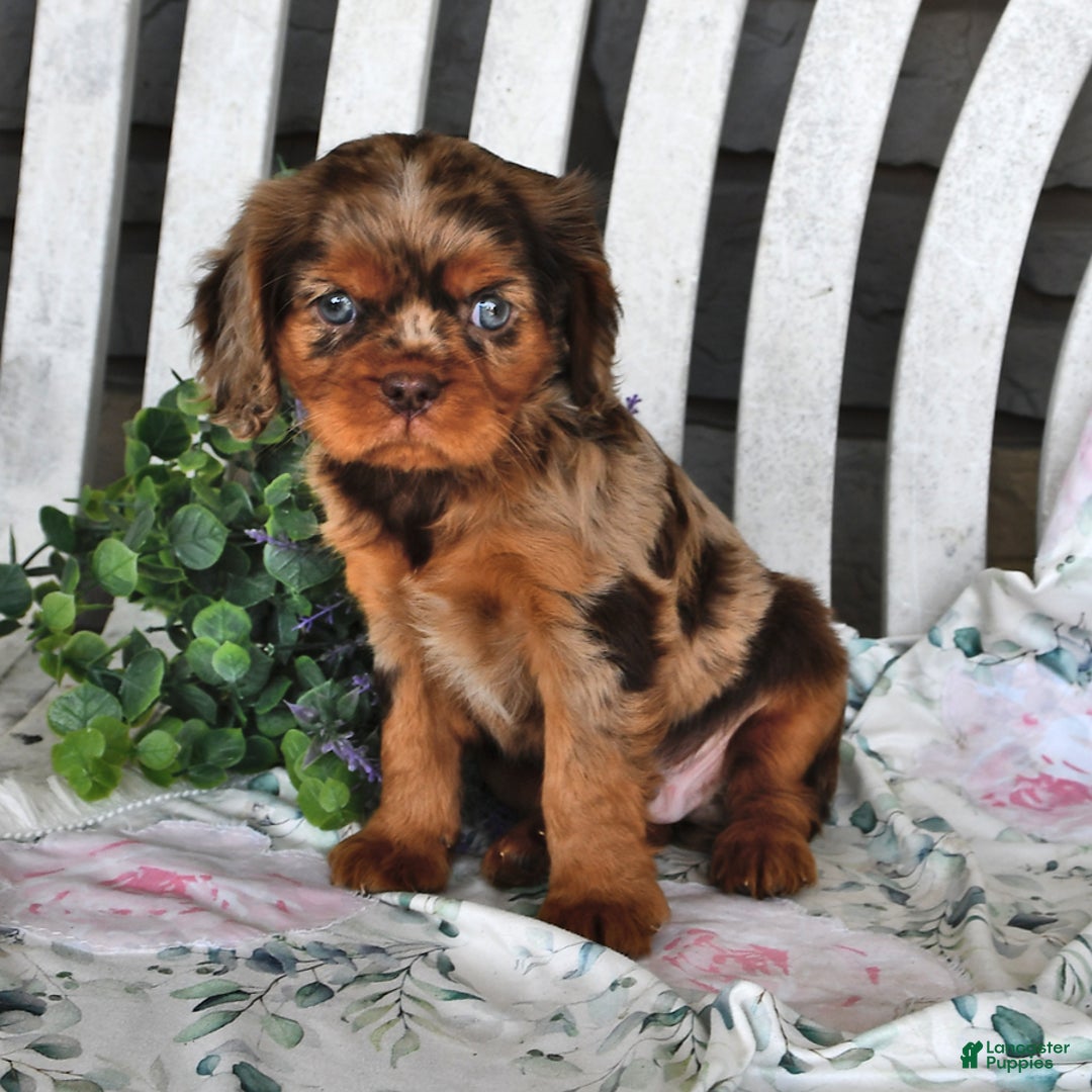 Cavalier King Charles Spaniel dogs for sale: Mitz - Image 3
