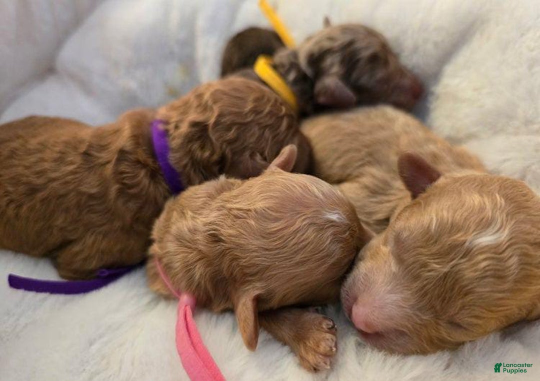 Toy Poodle dogs for sale: Lola - Image 4