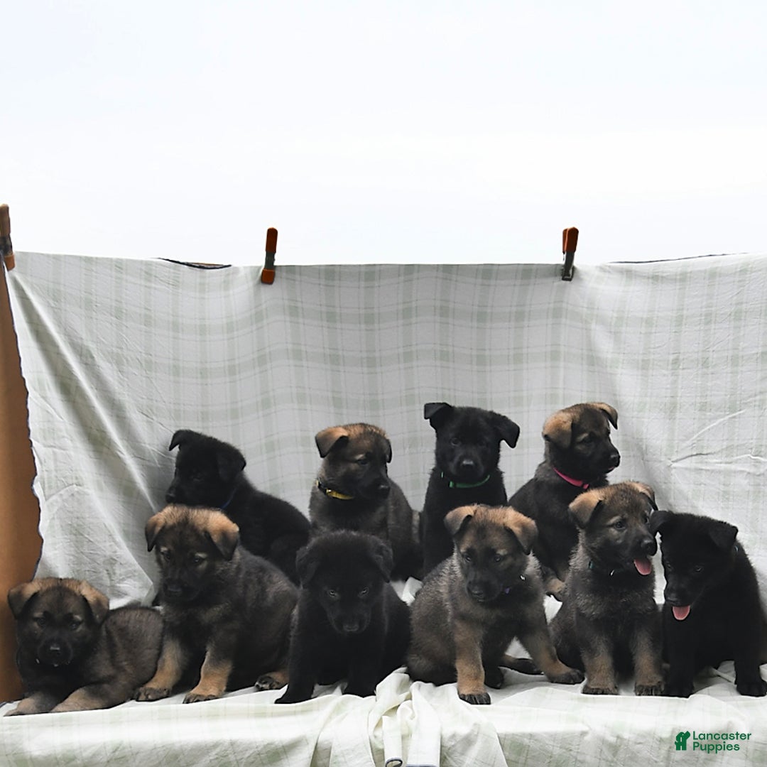 German Shepherd dogs for sale: Jodi - Image 5