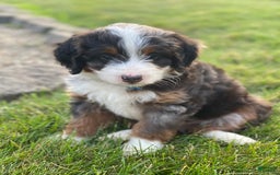 Mini Bernedoodle dogs for sale: Lincoln - Image 2