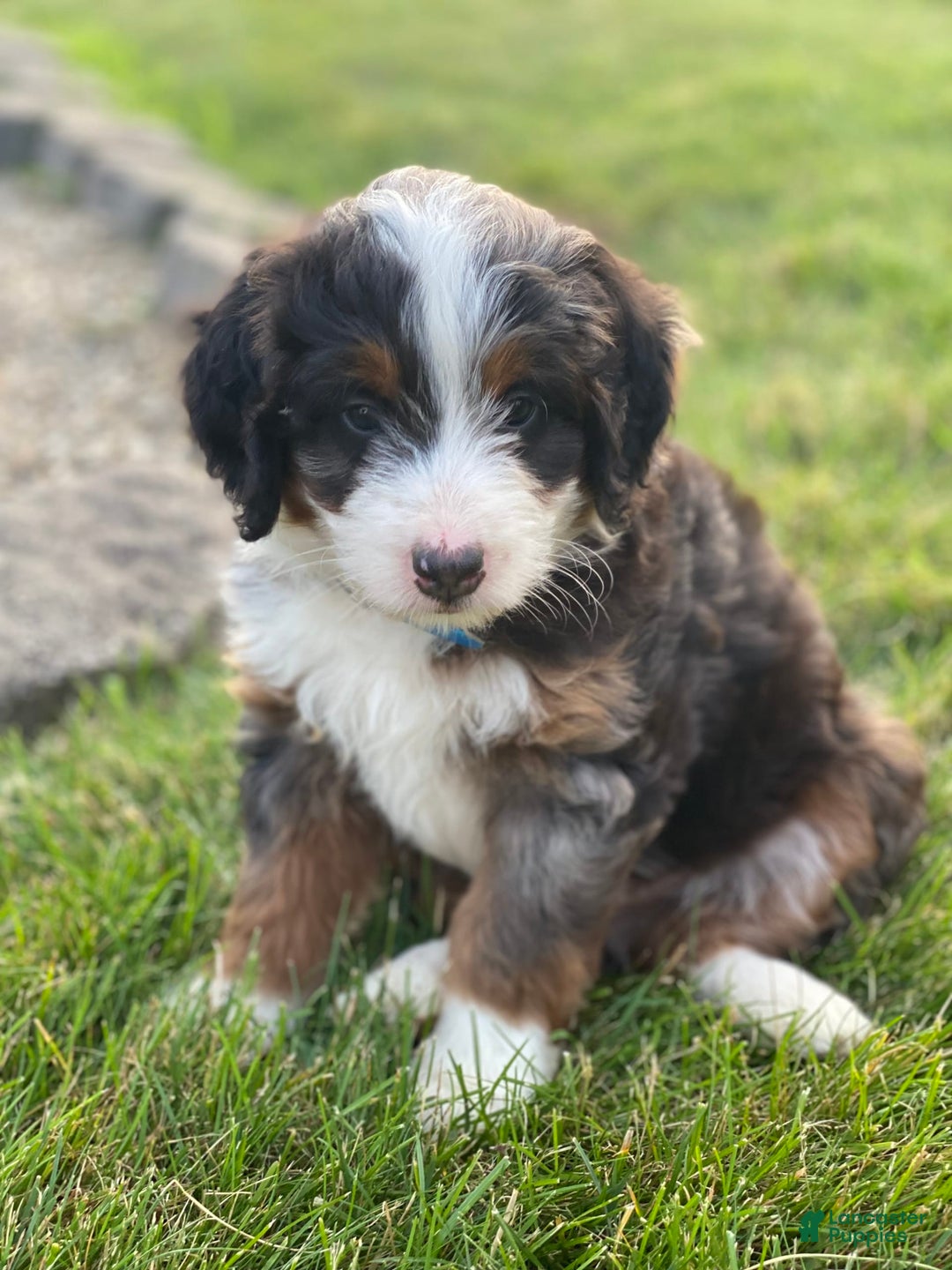 Mini Bernedoodle dogs for sale: Lincoln - Image 2