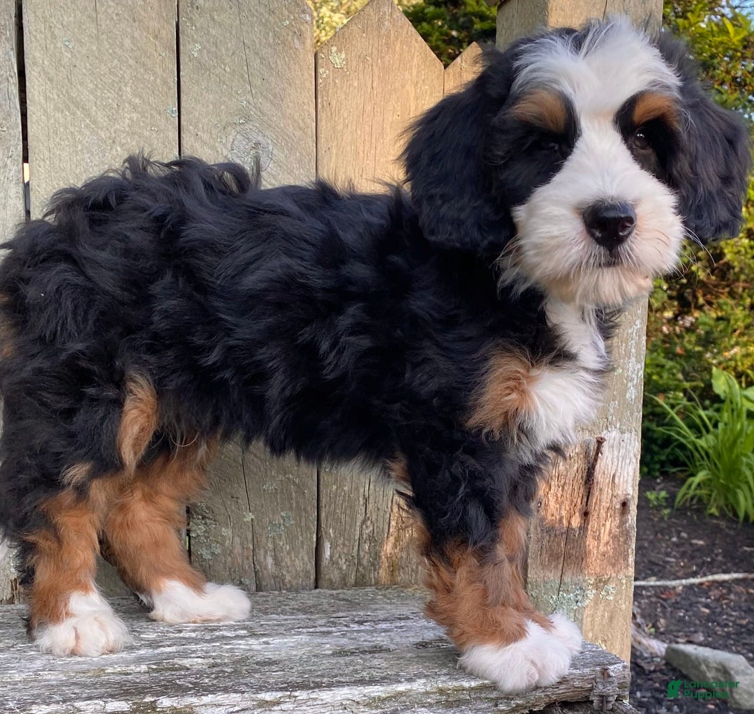 Mini Bernedoodle dogs for sale: ❤️ Boston Ma ❤️ Mini Bernedoodle - Image 30