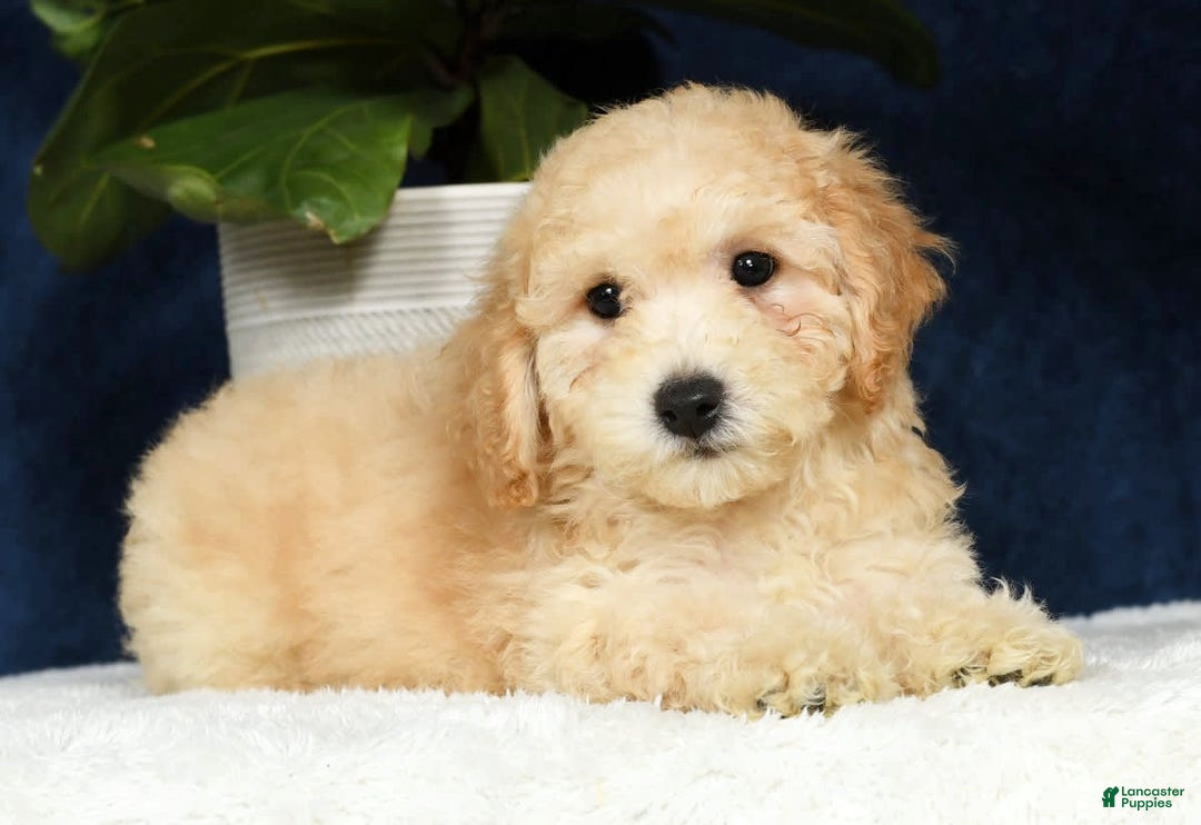 Bichpoo dogs for sale: Kip - Image 16