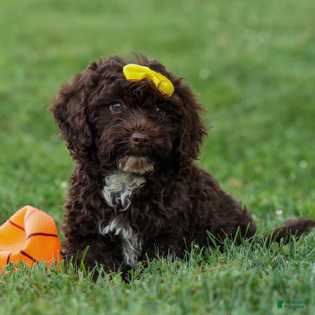 Cockapoo dogs for sale: Bess - Image 20