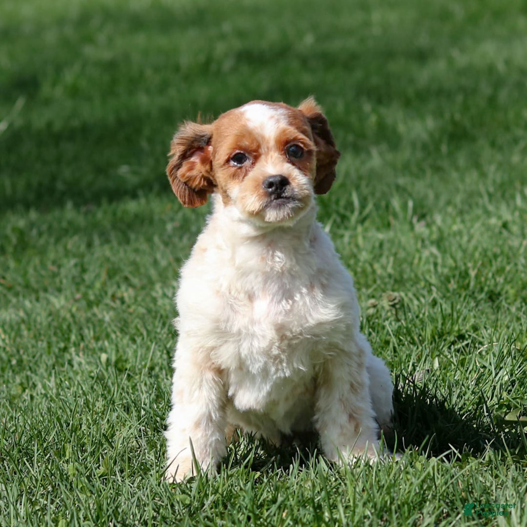 Shihpoo dogs for sale: Buster - Image 10