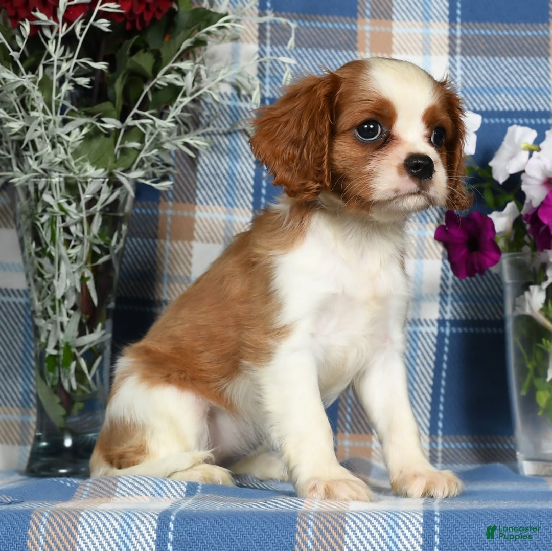 Cavalier King Charles Spaniel dogs for sale: Angie - Image 3