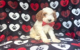 Cavapoo dogs for sale: Ace - Image 8
